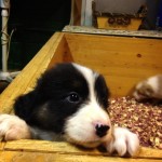 6 weeks1