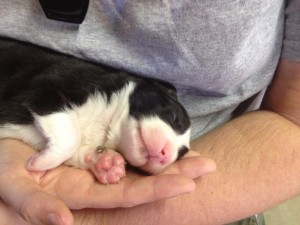 Warwick at 8 days Warwick at 8 days