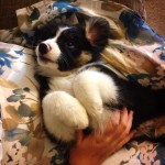 9 Weeks