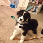 9 weeks bully stick4